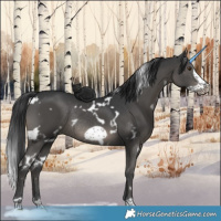 Horse Color:White Spotted Black Frame Rabicano 