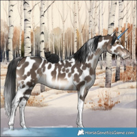 Horse Color:Brown Dun Tobiano Appaloosa