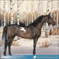 Horse Color:White Spotted Brown Dun 