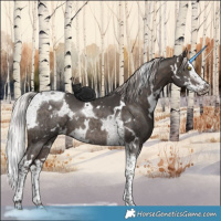 Horse Color:White Spotted Silver Brown Dun Splash Tobiano 