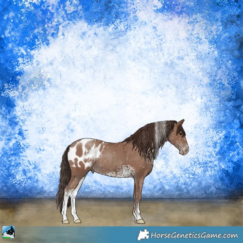 Horse Color:White Spotted Classic Champagne Sabino Appaloosa Rabicano 