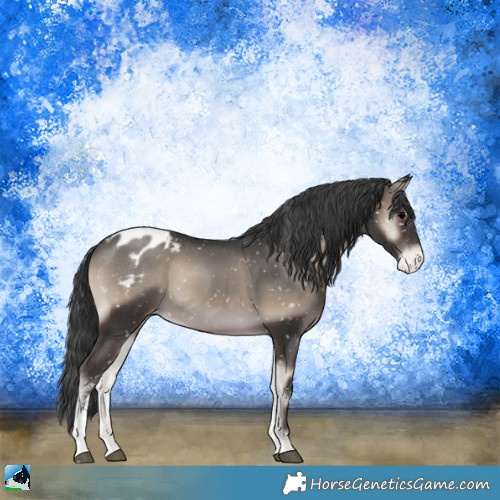 Horse Color:Blue Onyx Sabino Appaloosa 