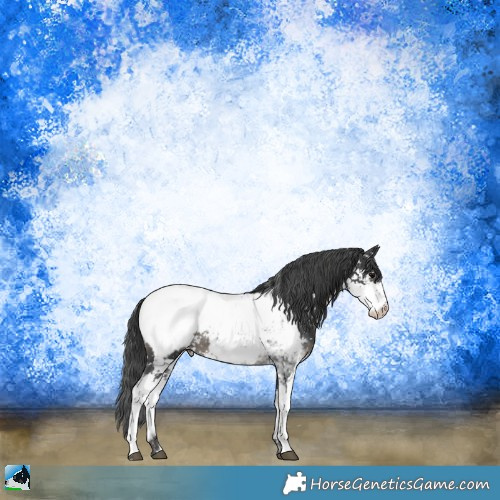 Horse Color:Black Sabino Appaloosa Rabicano 