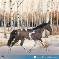 Horse Color:Platinum Brown Tobiano Rabicano