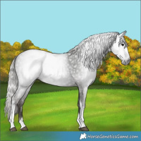 Horse Color:Gray Silver Black Tobiano 
