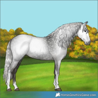 Horse Color:Gray Silver Black Tobiano 