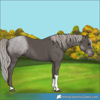 Horse Color:Silver Black Tobiano 