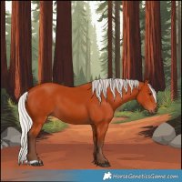 Horse Color:Silver Bay 