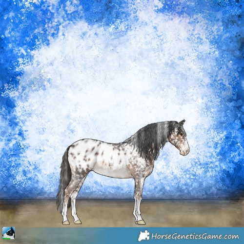 Horse Color:Liver Chestnut Sabino Appaloosa Rabicano 