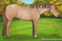 Horse Color:Bay Pearl 