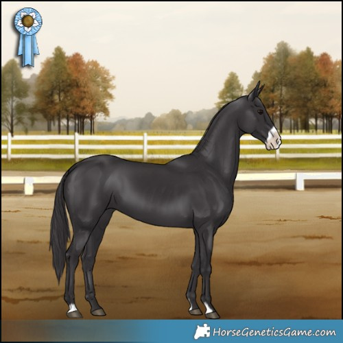 Horse Color:Smoky Black Frame 