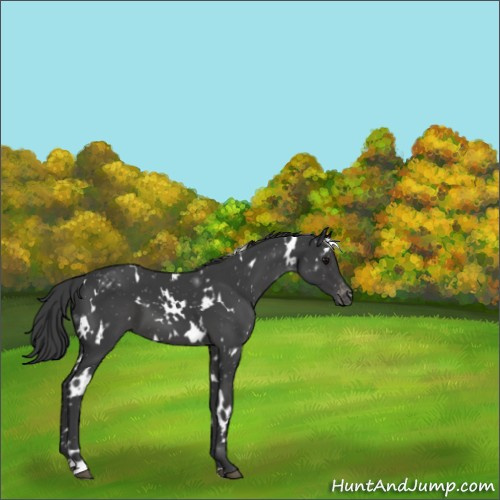 Horse Color:White Spotted Black Appaloosa 