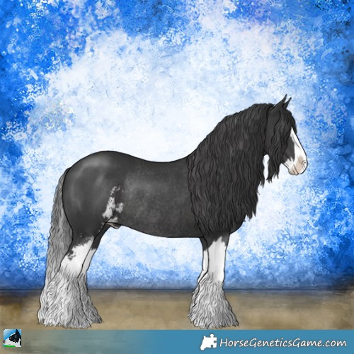 Horse Color:Black Sabino Splash Rabicano 