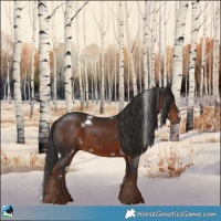 Horse Color:White Spotted Liver Chestnut Sabino Rabicano 