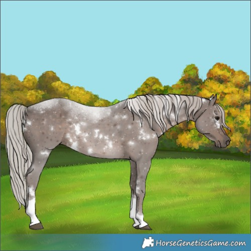 Horse Color:White Spotted Silver Black Tobiano 