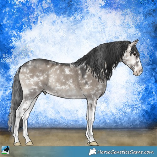 Horse Color:Grullo Onyx Sabino Rabicano 