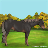 Horse Color:Liver Chestnut