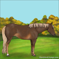 Horse Color:Chocolate Palomino 