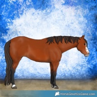 Horse Color:Bay Sabino Rabicano  and Bay Sabino Splash Rabicano 