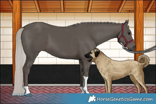 Horse Color:Silver Black Tobiano 