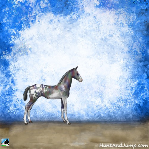 Horse Color:Nacre Black Sabino Appaloosa Rabicano 