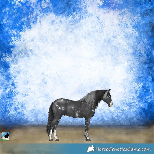 Horse Color:White Spotted Black Sabino Rabicano 