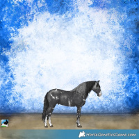 Horse Color:White Spotted Black Sabino Rabicano 