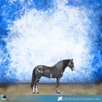 Horse Color:White Spotted Black Sabino Rabicano 