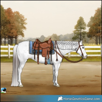Horse Color:Classic Champagne Sabino Rabicano
