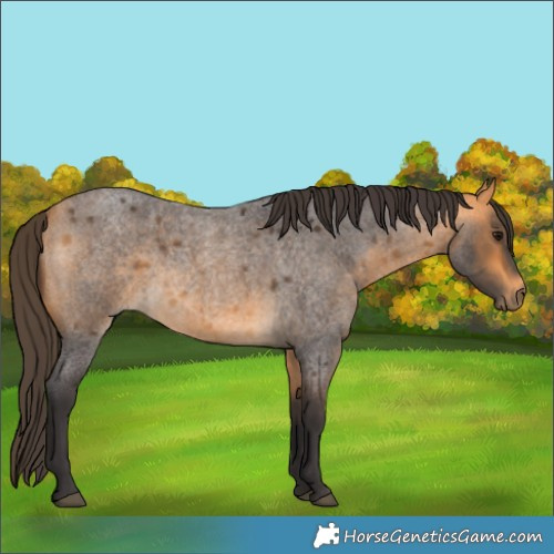 Horse Color:Buckskin Roan 