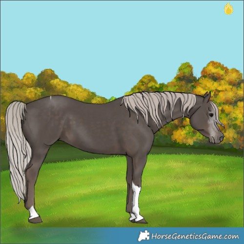 Horse Color:Silver Black Tobiano 
