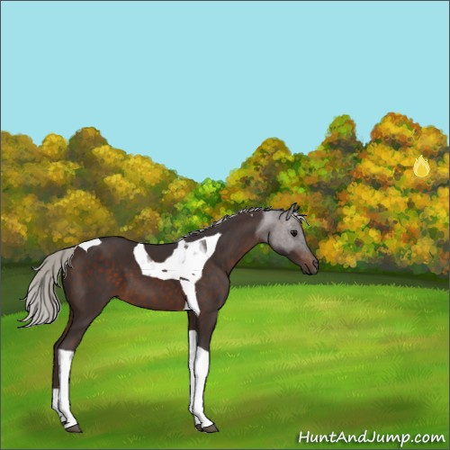 Horse Color:Silver Brown Sabino Tobiano 