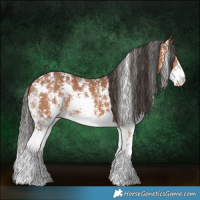 Horse Color:Bay Sabino 