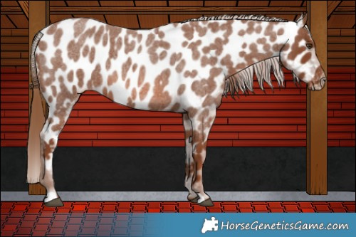 Horse Color:Red Roan Appaloosa 