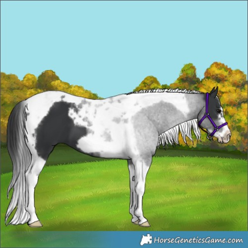 Horse Color:Black Tobiano Frame 