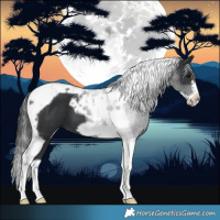 Horse Color:Black Tobiano Frame