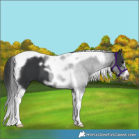 Horse Color:Black Tobiano Frame