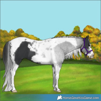 Horse Color:Black Tobiano Frame