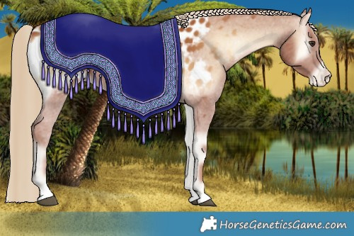 Horse Color:Red Onyx Appaloosa 