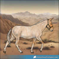 Horse Color:Palomino Roan 