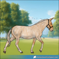 Horse Color:Palomino Roan 