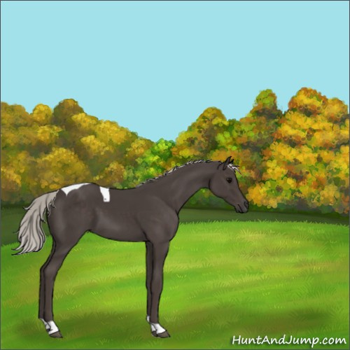 Horse Color:Silver Black Tobiano 