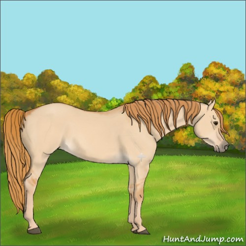 Horse Color:Red Dun 