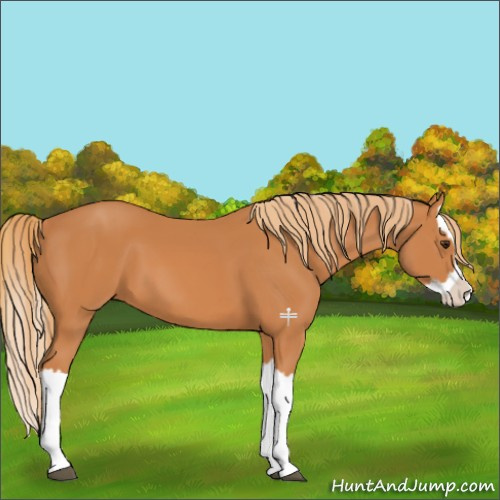 Horse Color:Chestnut Splash 