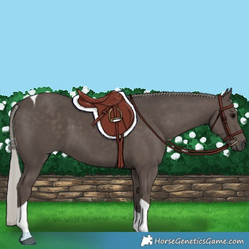 Horse Color:Silver Black Tobiano 