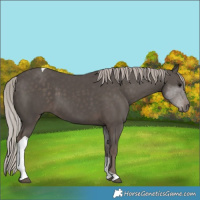 Horse Color:Silver Black Tobiano 