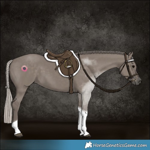 Horse Color:Silver Grullo Tobiano