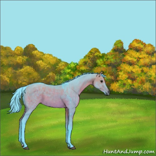 Horse Color:Watercolor Brown Dun Rabicano 