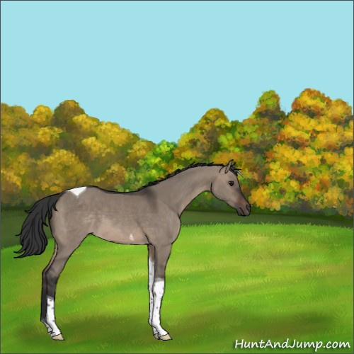 Horse Color:Brown Dun Tobiano 