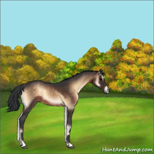 Horse Color:Brown Onyx Rabicano 